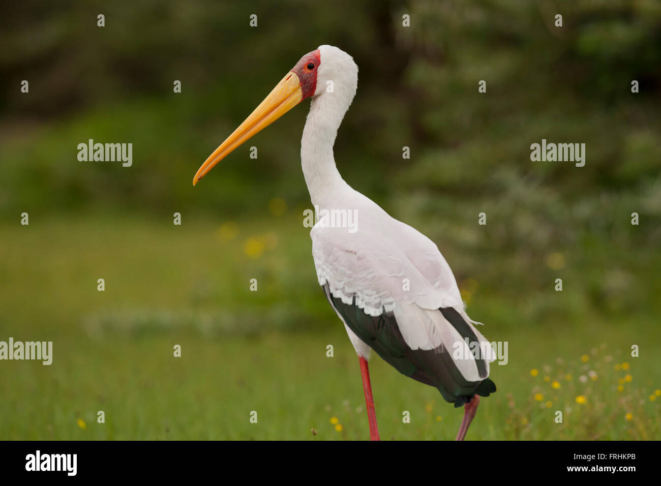 Cigogne à bec jaune dans le lac Naivasha au Kenya Banque D'Images
