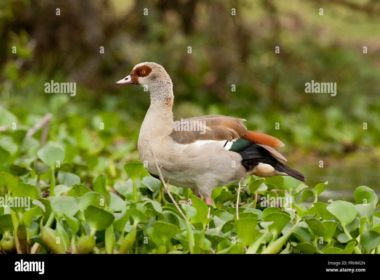 Egyptian goose dans le lac Naivasha Banque D'Images