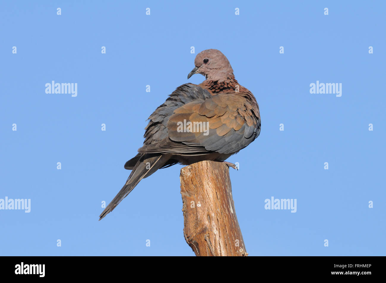 Perching rire Dove (Streptopelia senegalensis ). Charm el-Skeikh, Egypte Banque D'Images