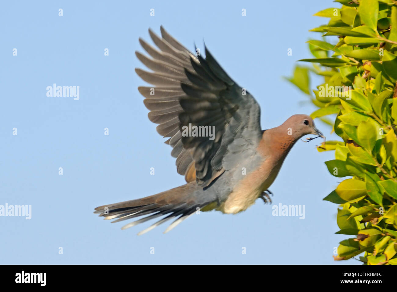 Laughing Dove (Streptopelia senegalensis ) voler avec le matériau de construction du nid Banque D'Images