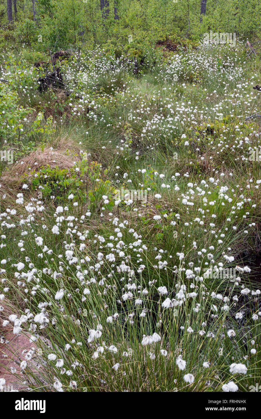 Hare's tail-linaigrettes (Eriophorum vaginatum) Banque D'Images