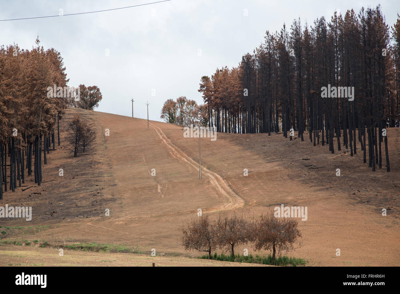 La pente après feu de forêt avec des conifères sur les côtés de l'allée pour la ligne électrique, route de campagne, bande d'herbe fraîche ci-dessous Banque D'Images