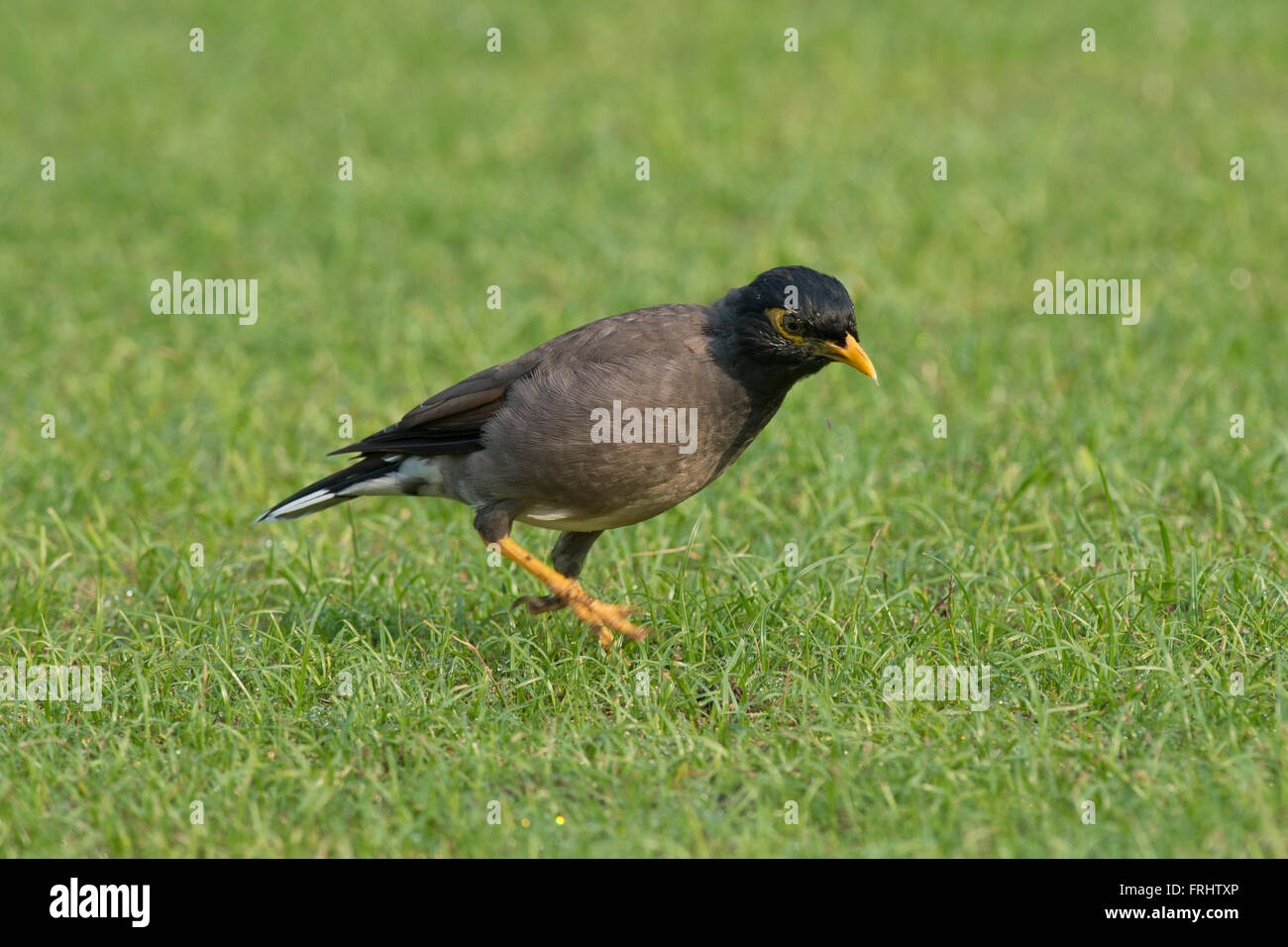 Myna commun, également appelé Indian Myna. Acridotheres tristis Nom scientifique Banque D'Images