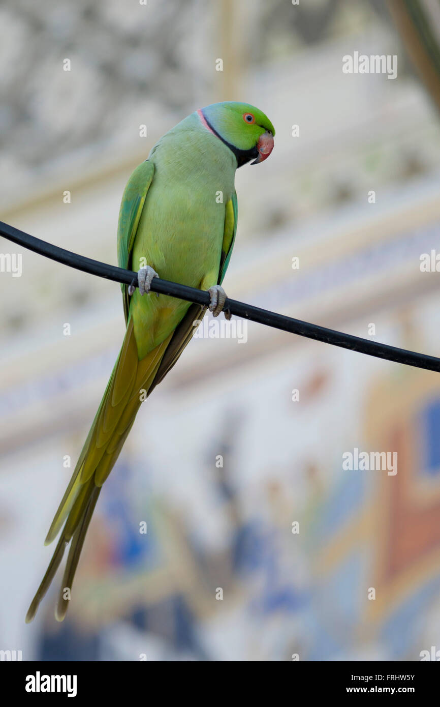 Rose indien typique, perruche à collier Psittacula krameri nom scientifique Banque D'Images