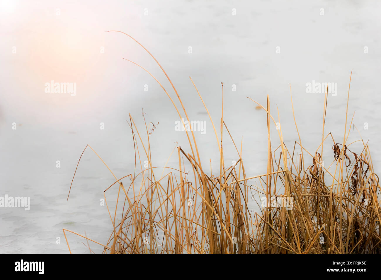 Beau jaune de l'herbe sèche sur fond de glace blanc Banque D'Images