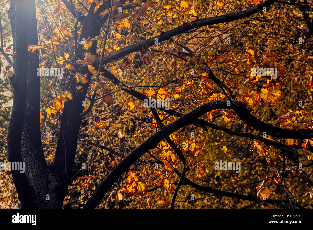 Belles feuilles d'automne sur les arbres à Sun Banque D'Images
