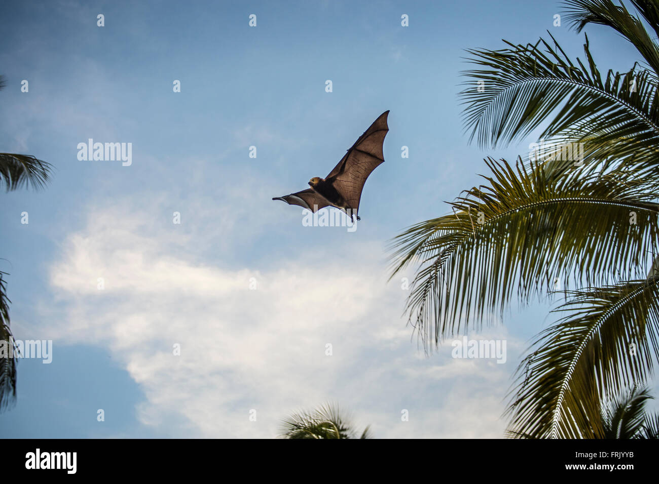 Bat Maurice Banque D'Images