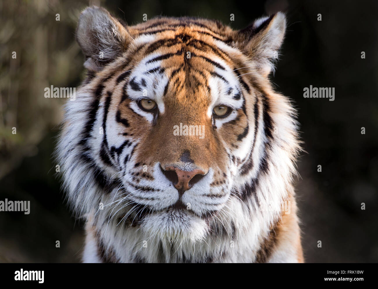 Amur tiger femelle à la recherche vers la caméra Banque D'Images