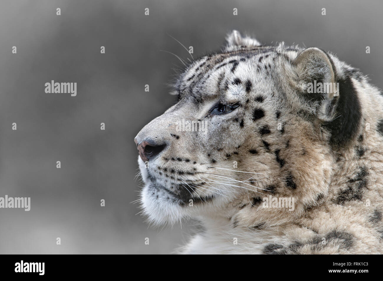 Homme snow leopard (profil) Banque D'Images