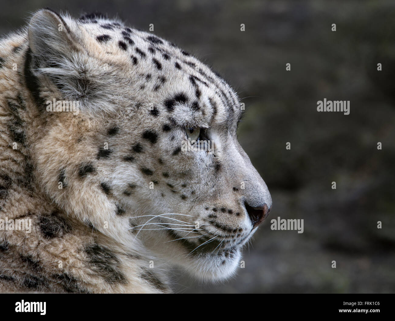 Femme snow leopard (profil) Banque D'Images