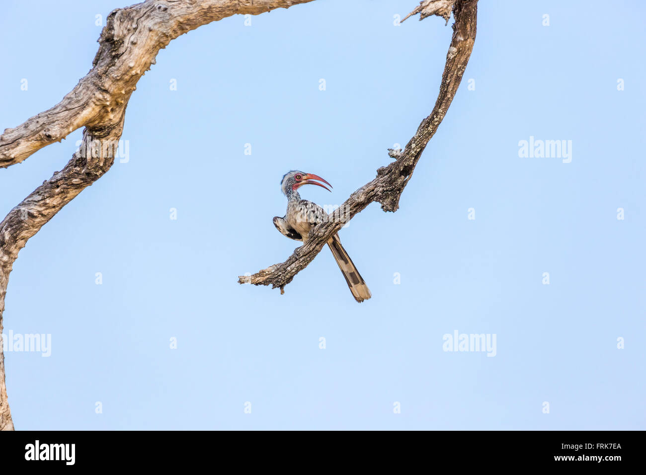 Le nord du calao à bec rouge (Tokus erythrorhynchus) perché sur une branche contre un ciel bleu, Okavango Delta, Kalahari, Botswana, Africa Banque D'Images