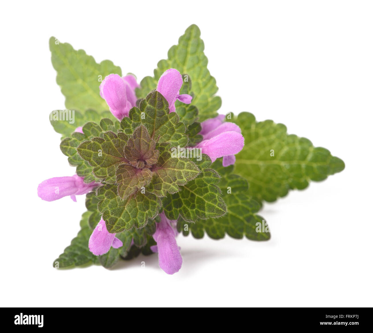 L'ortie morte avec fleurs isolated on white Banque D'Images