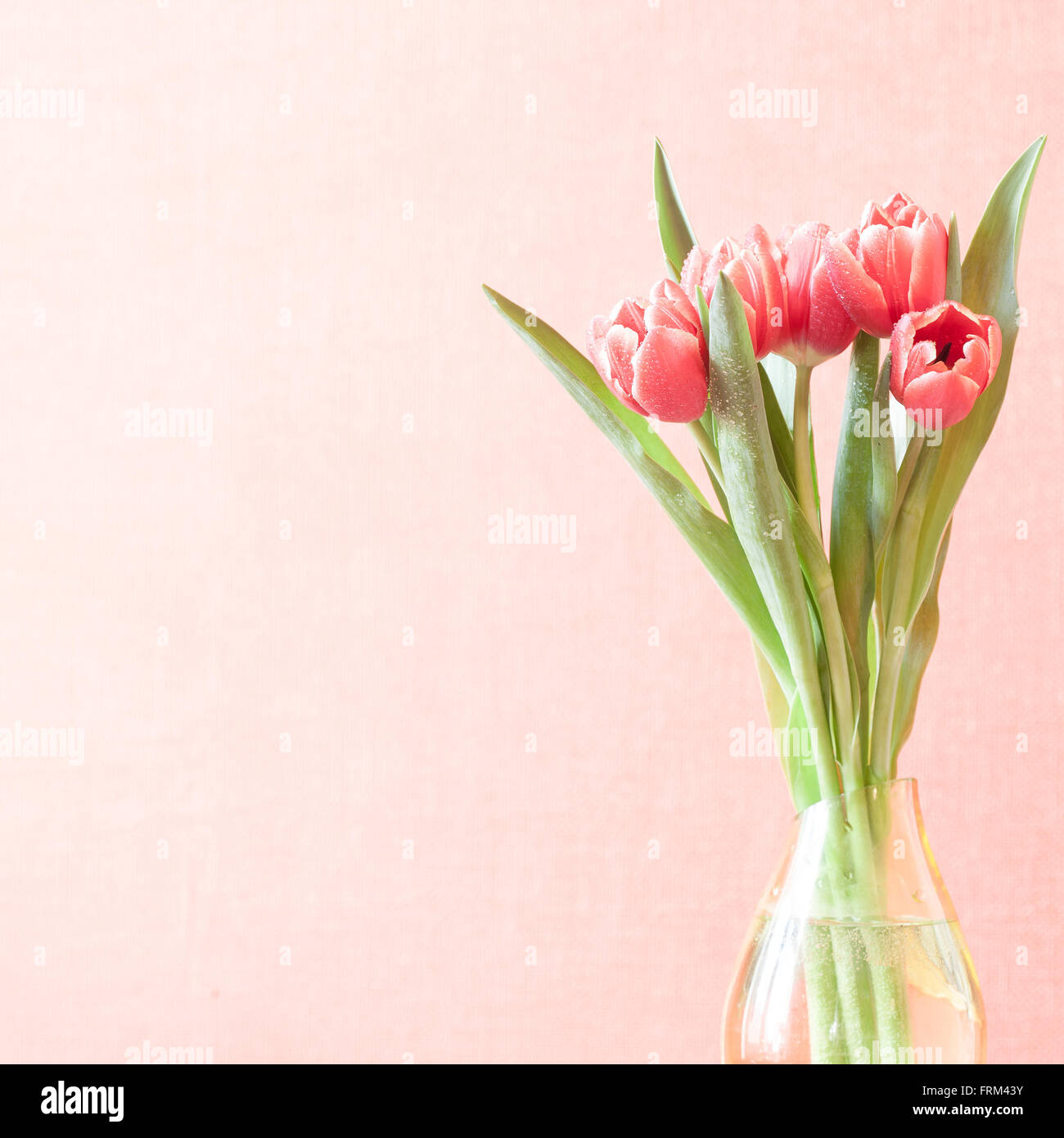 Tulipes dans un vase vintage square photo with copy space Banque D'Images