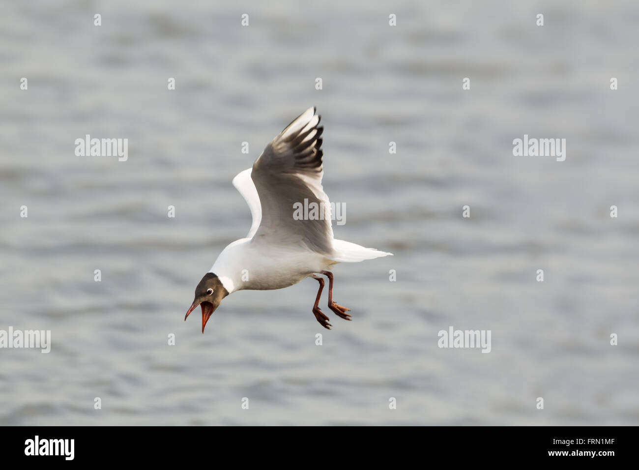 Mouette rieuse Larus ridibundus en vol Banque D'Images
