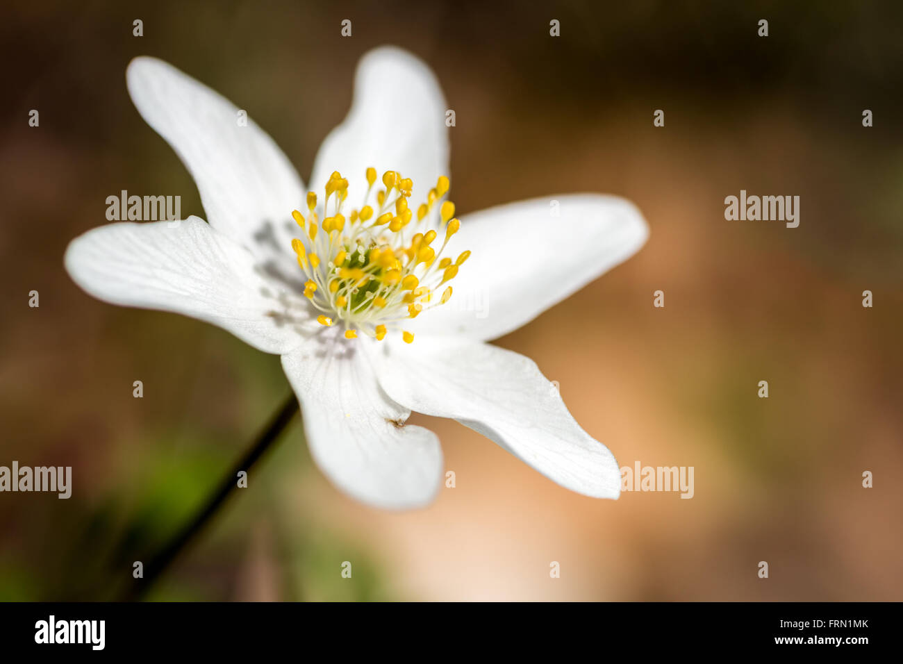 White Flower Anemone nemorosa Anémone des bois Banque D'Images