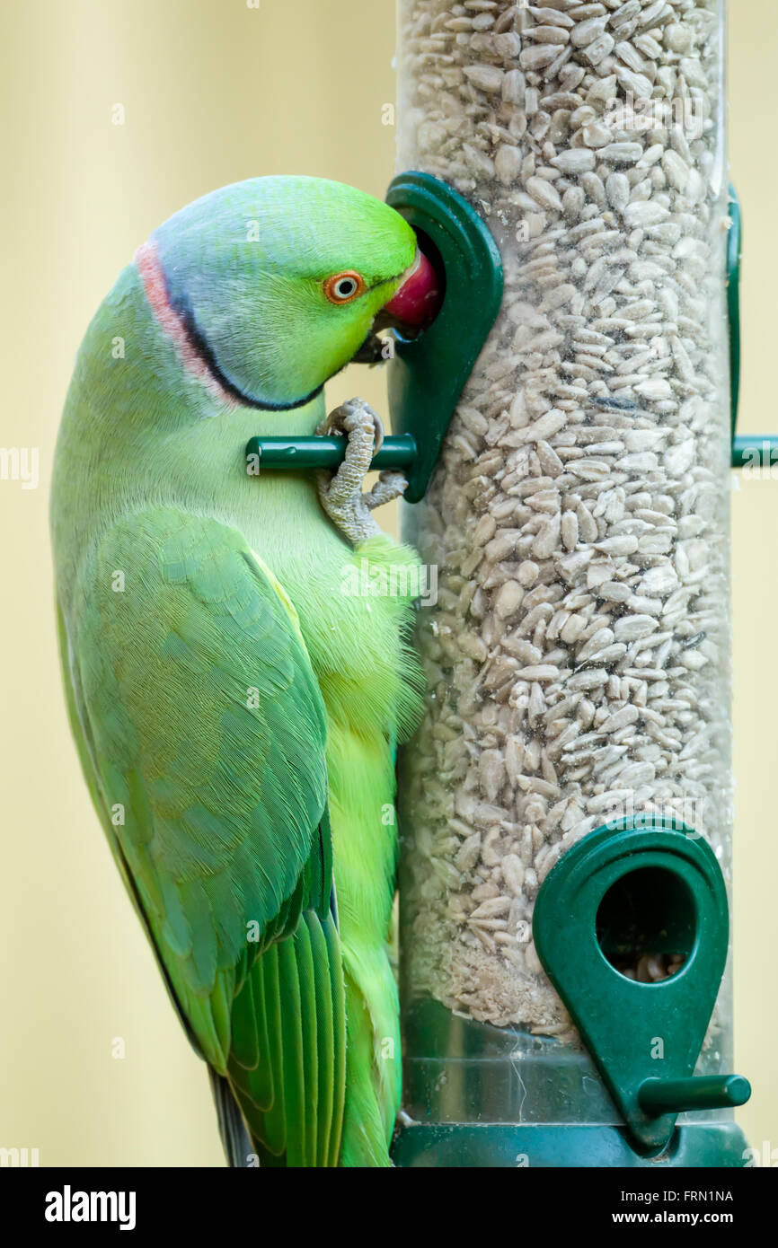Perruche à collier, Rose perruche Psittacula krameri chargée depuis un jardin rempli d'alimentation avec coeurs de tournesol Banque D'Images