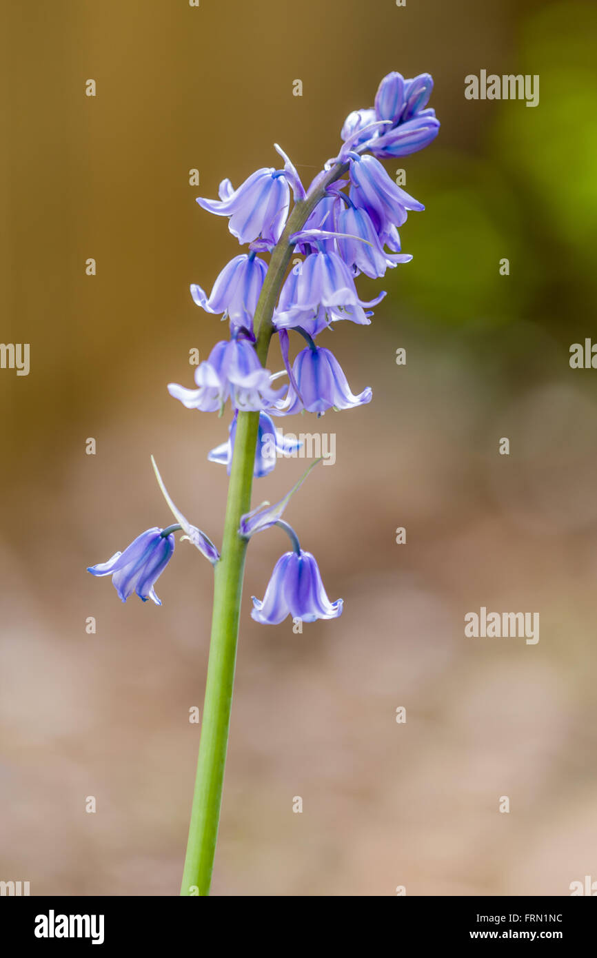 L'Espagnol bluebells Hyacinthoides hispanica poussant dans un jardin Banque D'Images