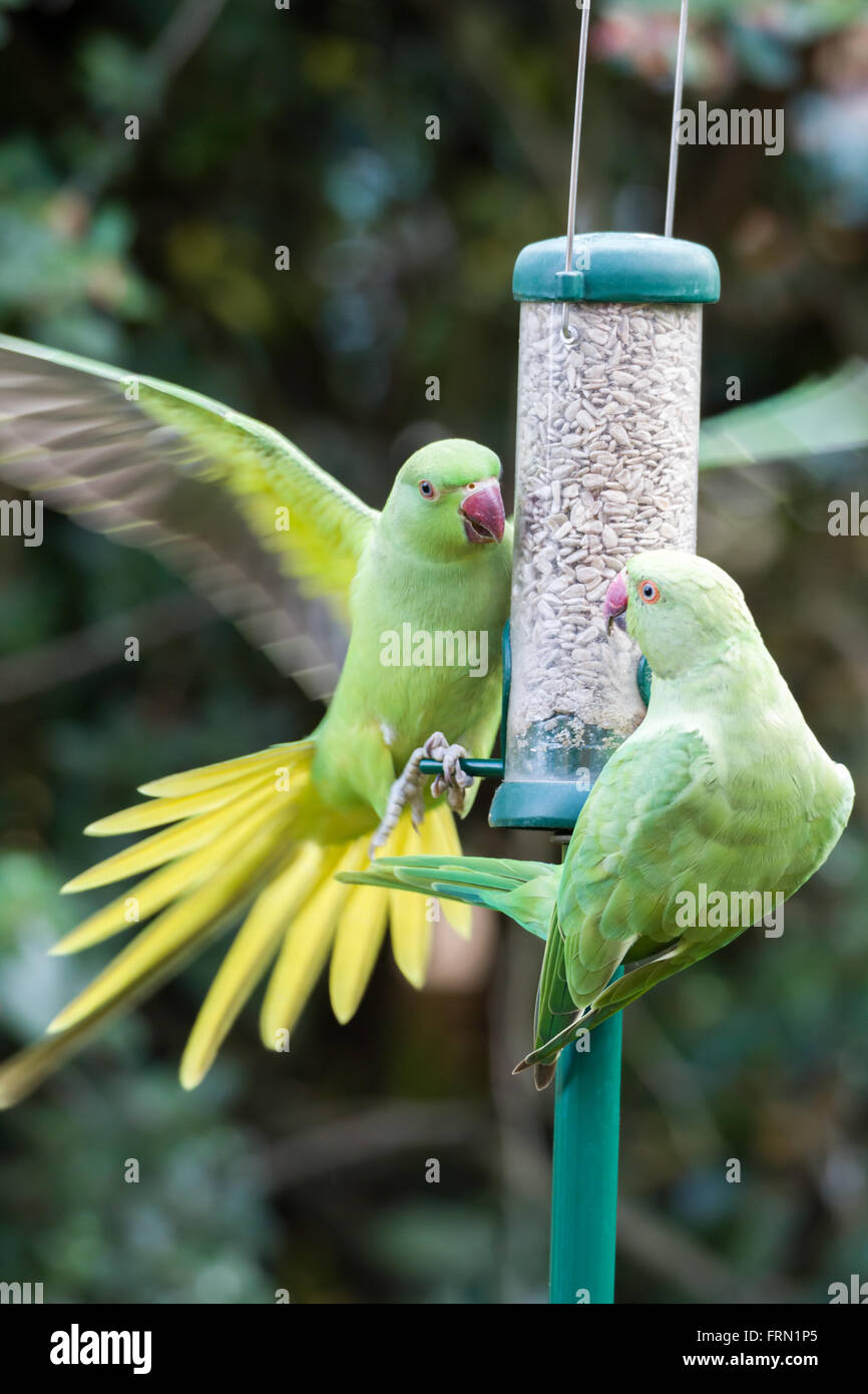 Famille de perruche à collier, Rose perruche Psittacula krameri en jardin intérieur sur les mangeoires Banque D'Images