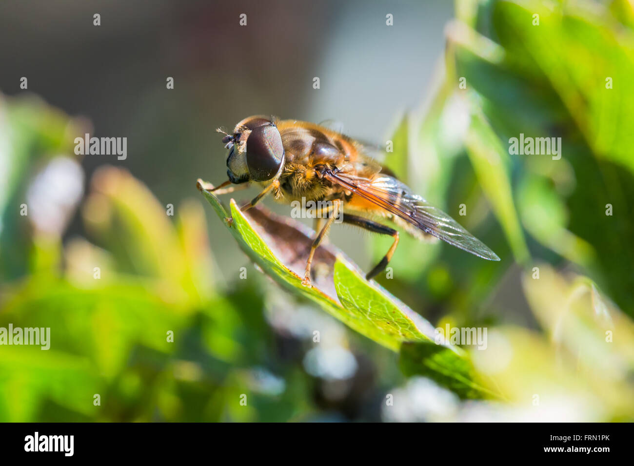 Hoverfly Myathropa florea reposant sur une feuille connue comme une guêpe imiter fly Banque D'Images