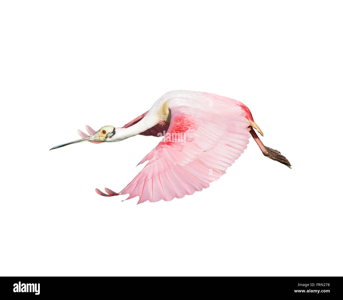 Roseate Spoonbill en vol isolé sur fond blanc Banque D'Images
