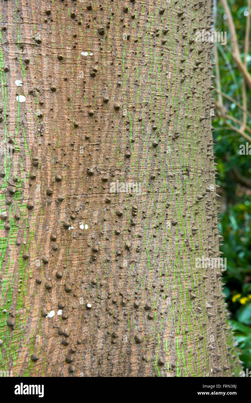 Spanien Teneriffa Puerto De La Cruz Botanischer Garten