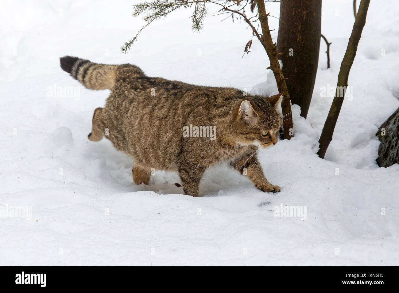 L'enceinte chat sauvage (Felis silvestris silvestris) marcher dans la neige en hiver Banque D'Images