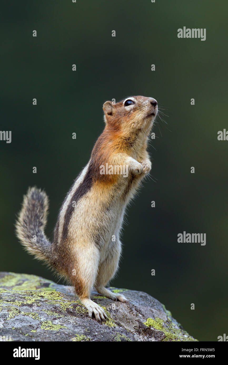 Le spermophile à mante dorée (Callospermophilus lateralis) debout sur la roche, originaire de l'ouest de l'Amérique du Nord Banque D'Images