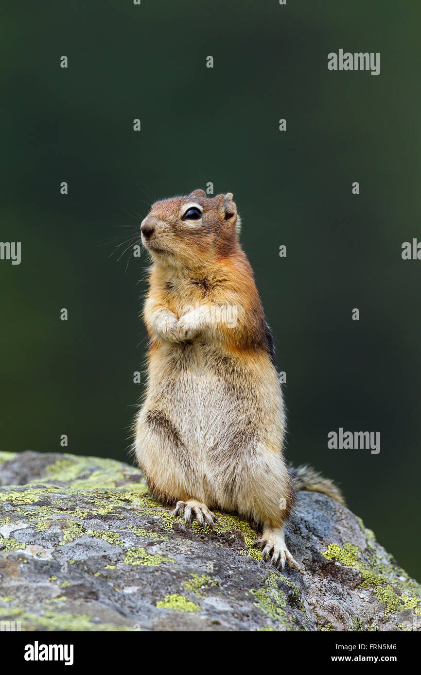 Le spermophile à mante dorée (Callospermophilus lateralis) debout sur la roche, originaire de l'ouest de l'Amérique du Nord Banque D'Images