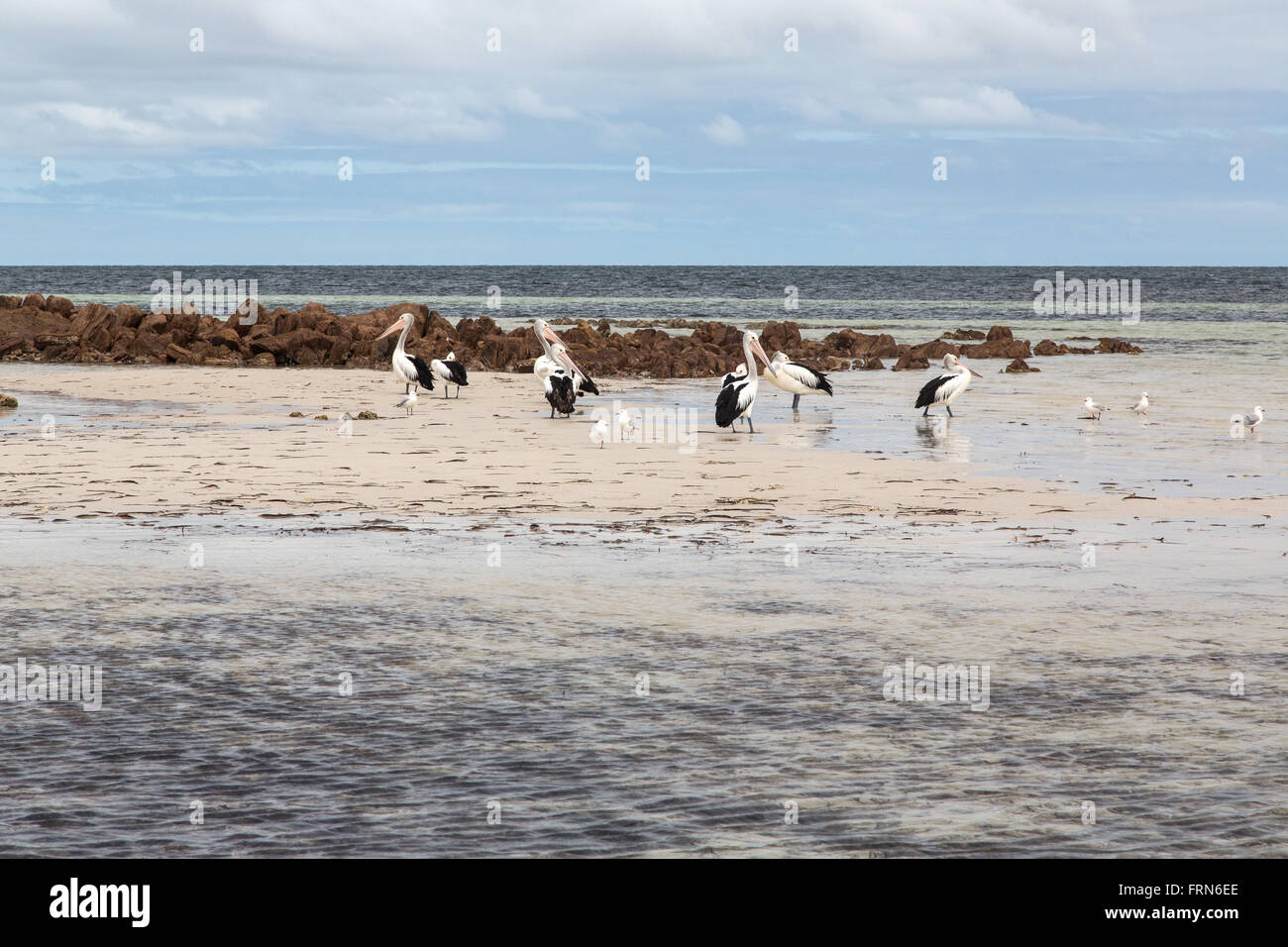 Groupe de pélicans et autres oiseaux marins peu profonds dans l'eau de plage, Golfe de St Vincent, l'Australie du Sud Banque D'Images