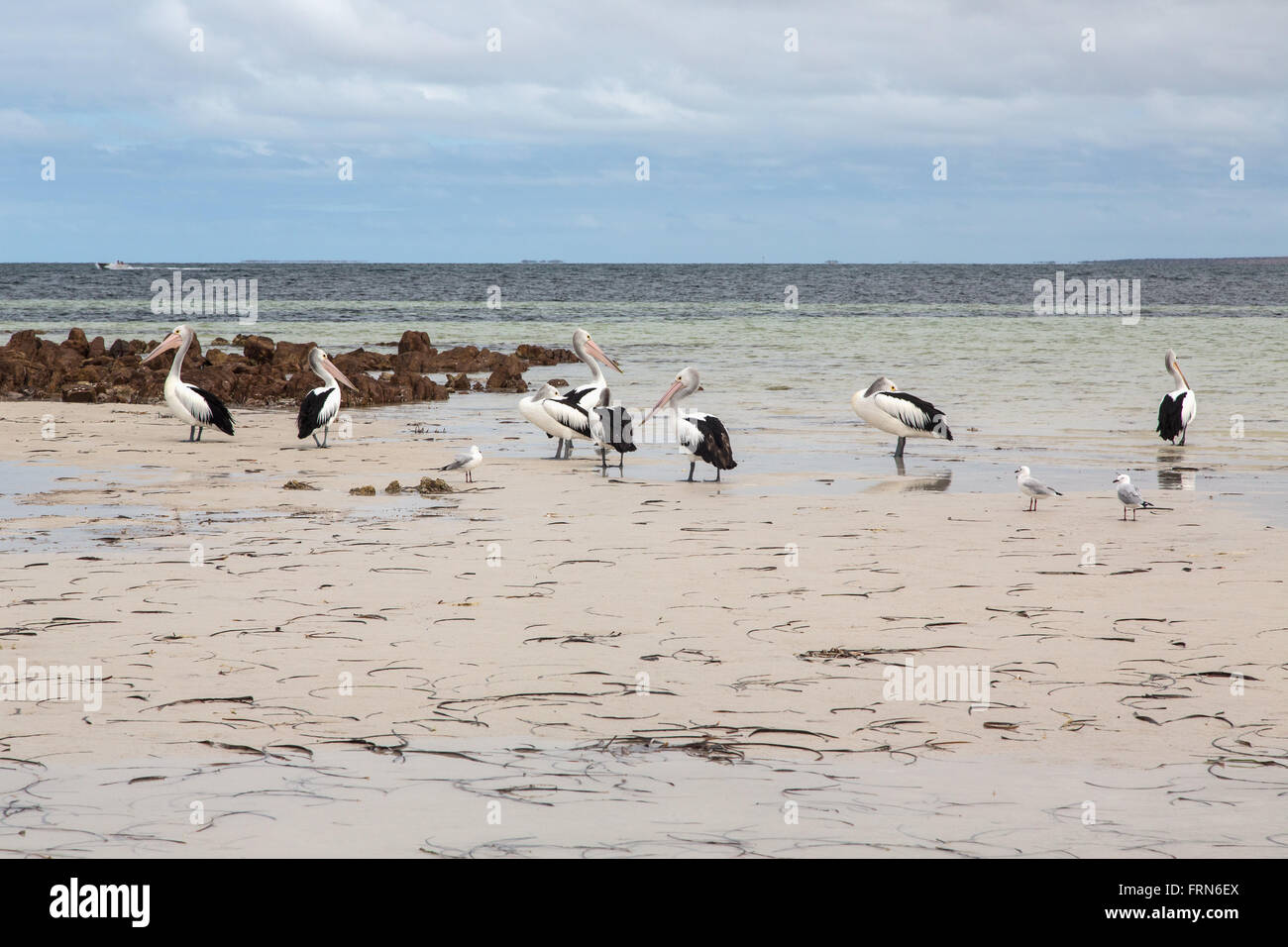 Groupe de pélicans et autres oiseaux marins peu profonds dans l'eau de plage, Golfe de St Vincent, l'Australie du Sud Banque D'Images