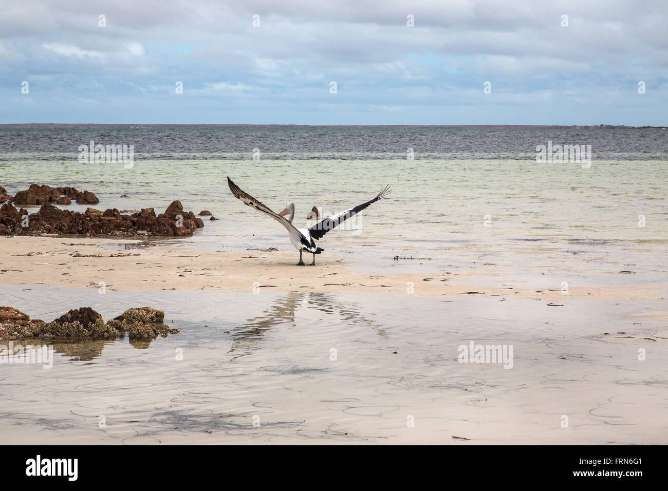 Vol de départ pelican dans les eaux peu profondes du Golfe, de l'eau plage de St Vincent, l'Australie du Sud Banque D'Images