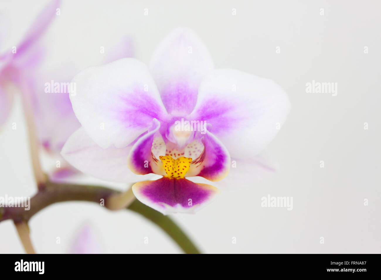D'une orchidée fleur Banque D'Images