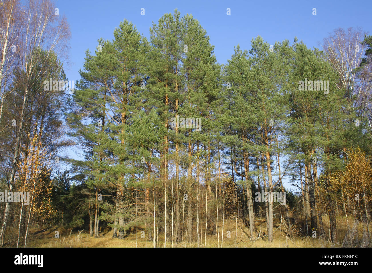 Pine contre le ciel bleu Banque D'Images