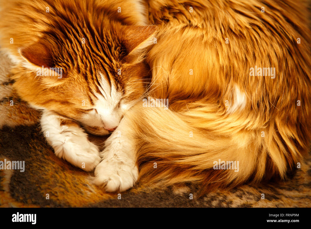 Chat roulé Banque de photographies et d'images à haute résolution - Alamy