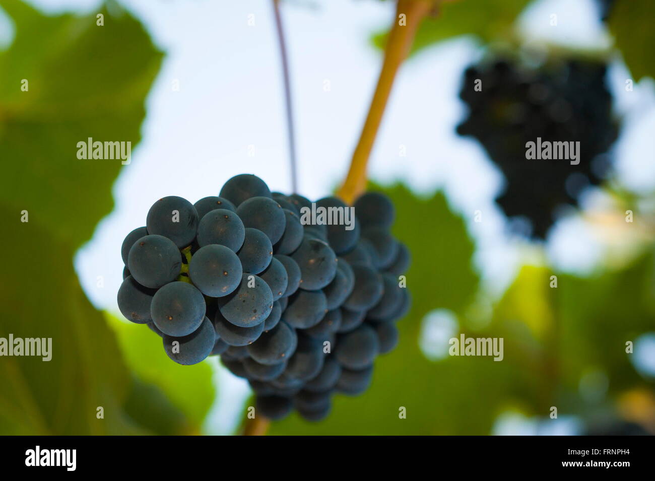 Raisins rouge-violet avec des feuilles vertes sur les fruits de la vigne. Banque D'Images