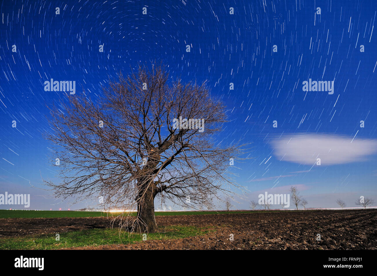 Image d'une silhouette d'arbre isolé sur une colline avec un fond bleu de nuit avec startrail Banque D'Images