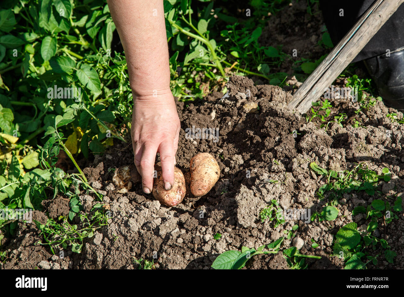 Déterrer les pommes de terre fraîches avec pelle en plein air Banque D'Images