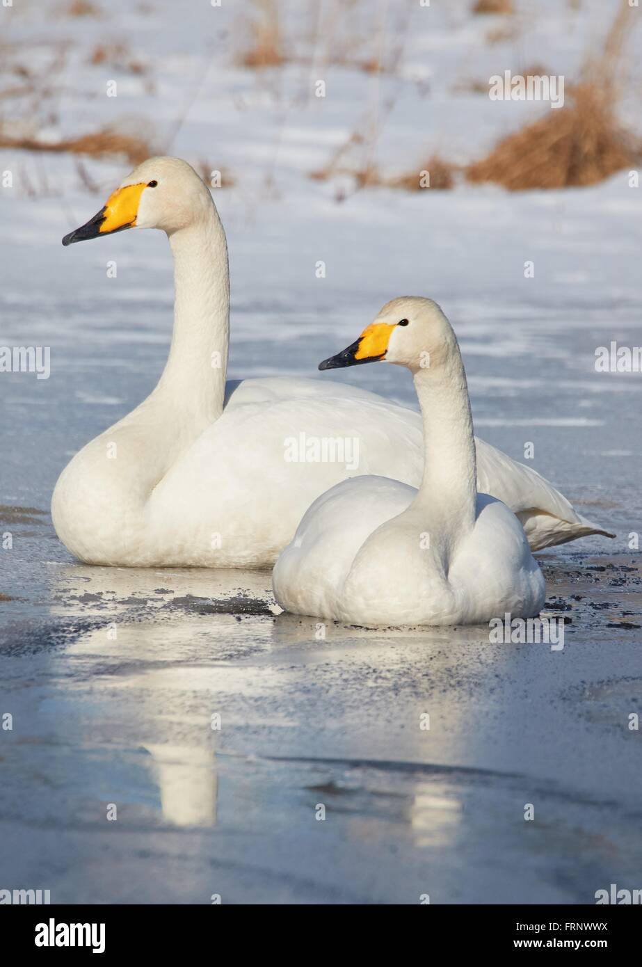 Cygne chanteur (Cygnus Cycnus) couple reposant sur la glace d'un lac gelé en Finlande en hiver. Banque D'Images