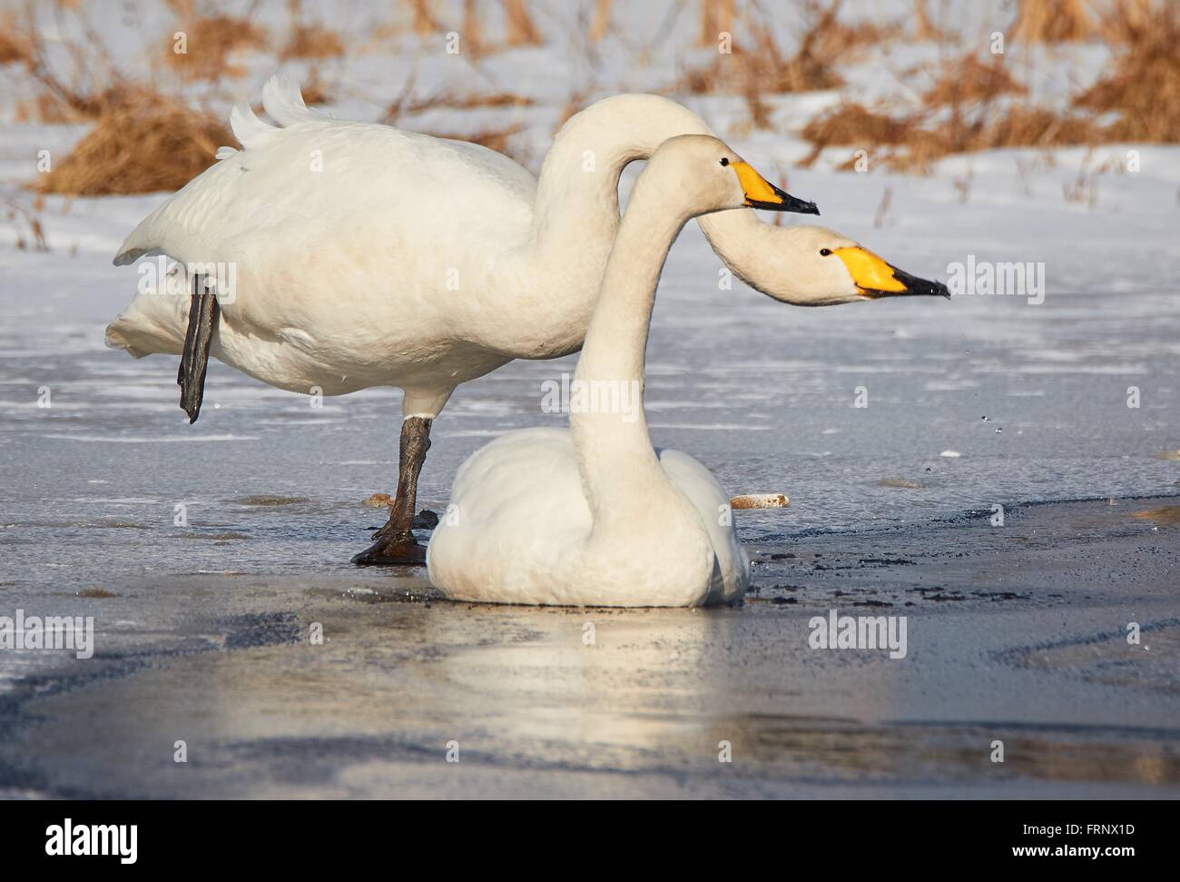 Cygne chanteur (Cygnus Cycnus) couple reposant sur la glace d'un lac gelé en Finlande en hiver. Banque D'Images