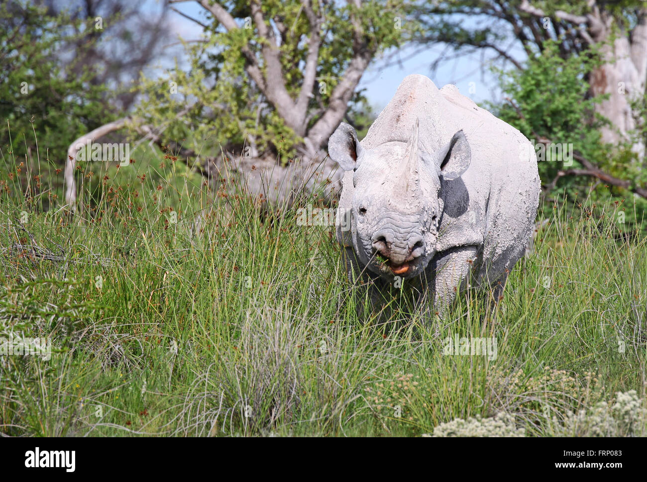 Le rhinocéros noir, Etosha National Park, Namibie, Diceros bicornis Banque D'Images