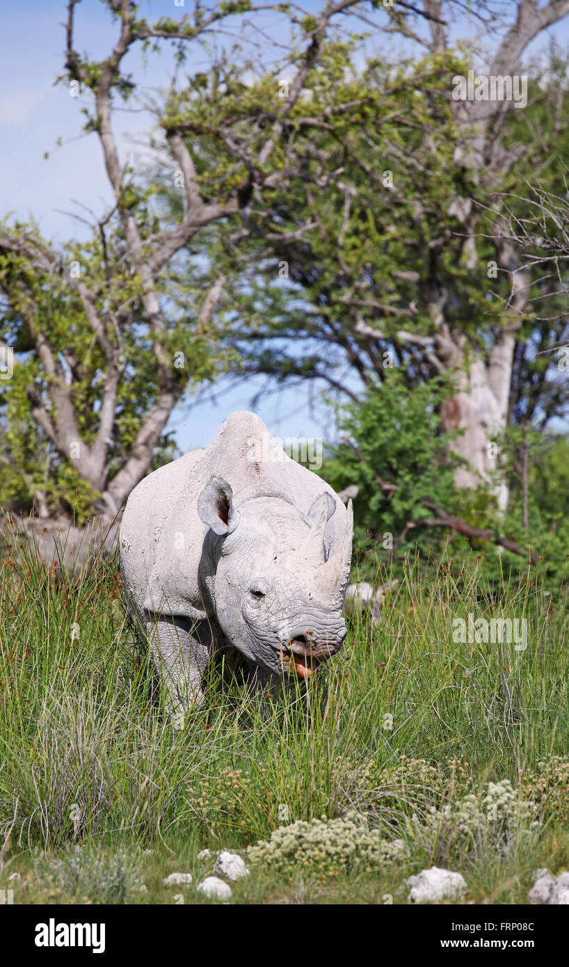 Le rhinocéros noir, Etosha National Park, Namibie, Diceros bicornis Banque D'Images