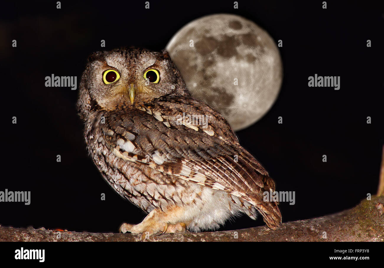 Petit-duc maculé (Megascops asio) dans la nuit de pleine lune sur l'arrière-plan. Banque D'Images