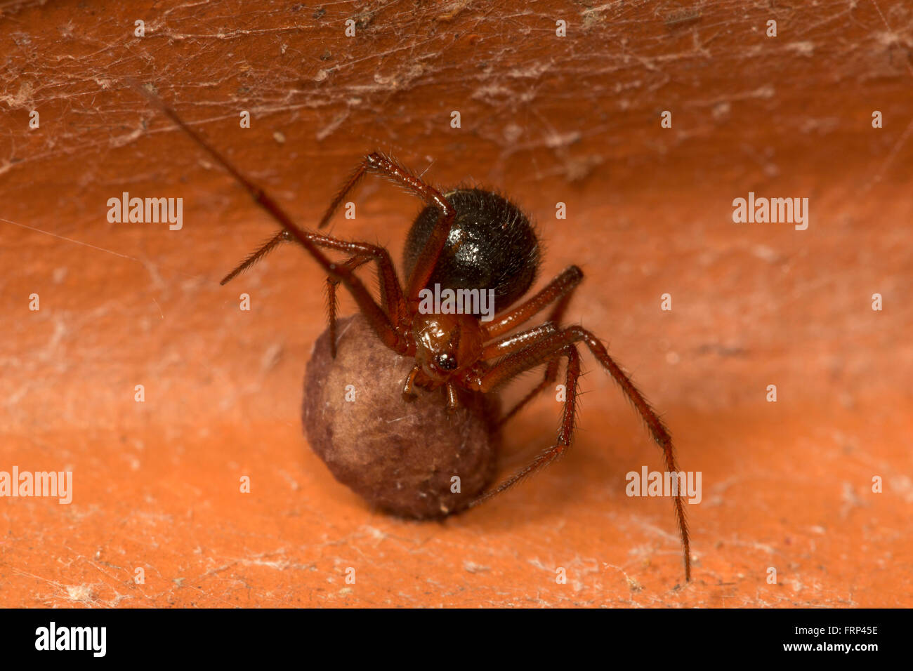 Comb putois araignée, therididae, Bangalore, Karnataka, Inde Banque D'Images