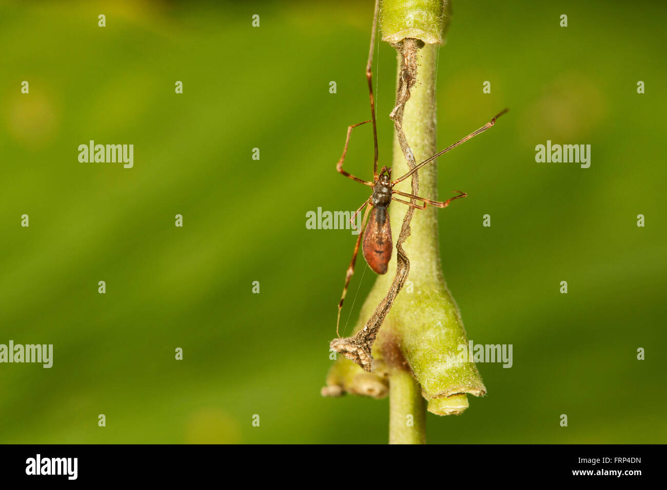 Comb putois araignée, rhomphaea projiciens, therididae, Bangalore, Karnataka, Inde Banque D'Images