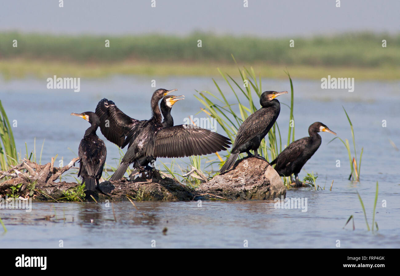 Grands Cormorans (Phalacrocorax carbo) dans le delta du Danube. Banque D'Images