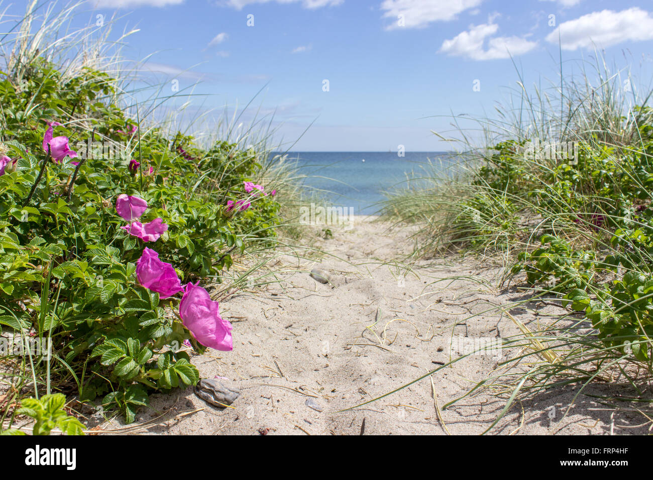 Cours avec des roses à la plage la plage de sable Banque D'Images