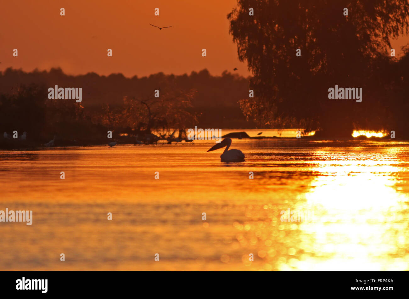 Soleil spectaculaire dans le Delta du Danube, Roumanie Banque D'Images