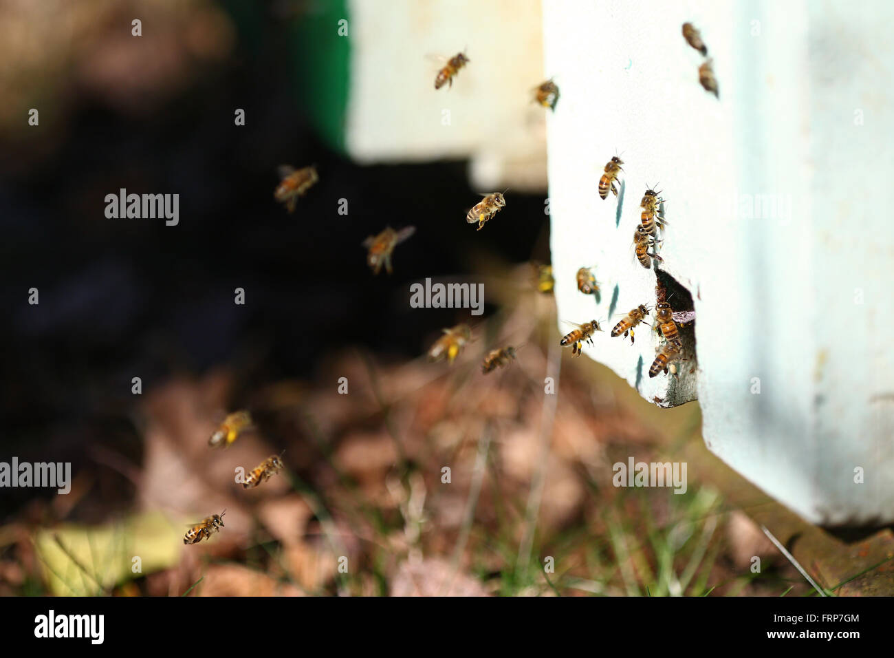 Essaim d'abeilles qui vont et viennent autour des ruches dans une ferme d'abeilles Banque D'Images