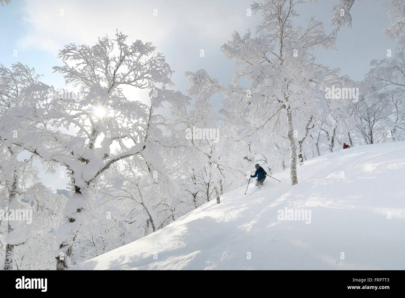 Une femelle en poudre ski skieur est à travers un paysage de montagne avec la neige a couvert des arbres près de la station de ski de Rusutsu sur Hokaido, au Japon. Banque D'Images