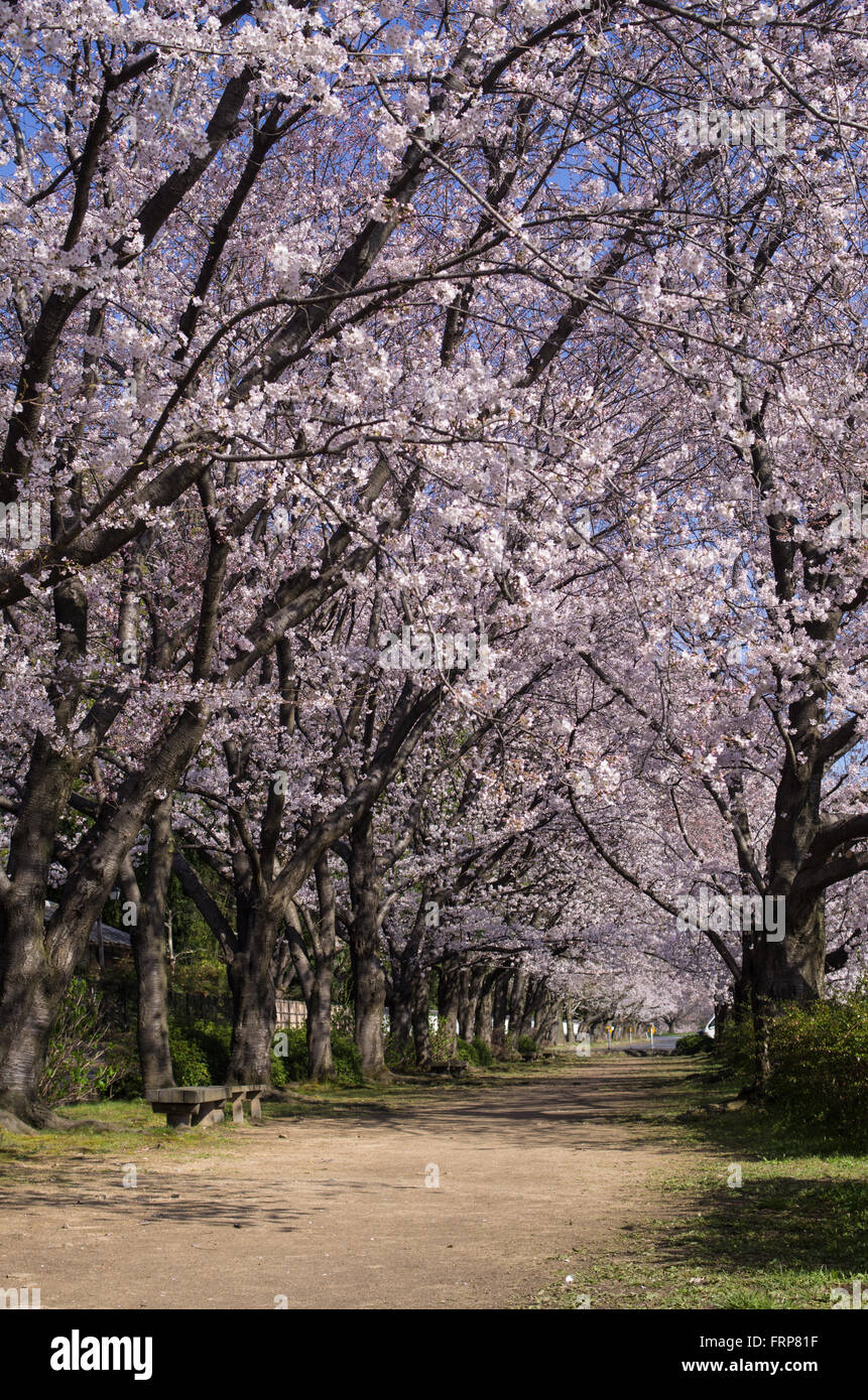 Rivière Asahi Cherry Road avec fleurs de cerisier en pleine floraison, Okayama, Japon Banque D'Images